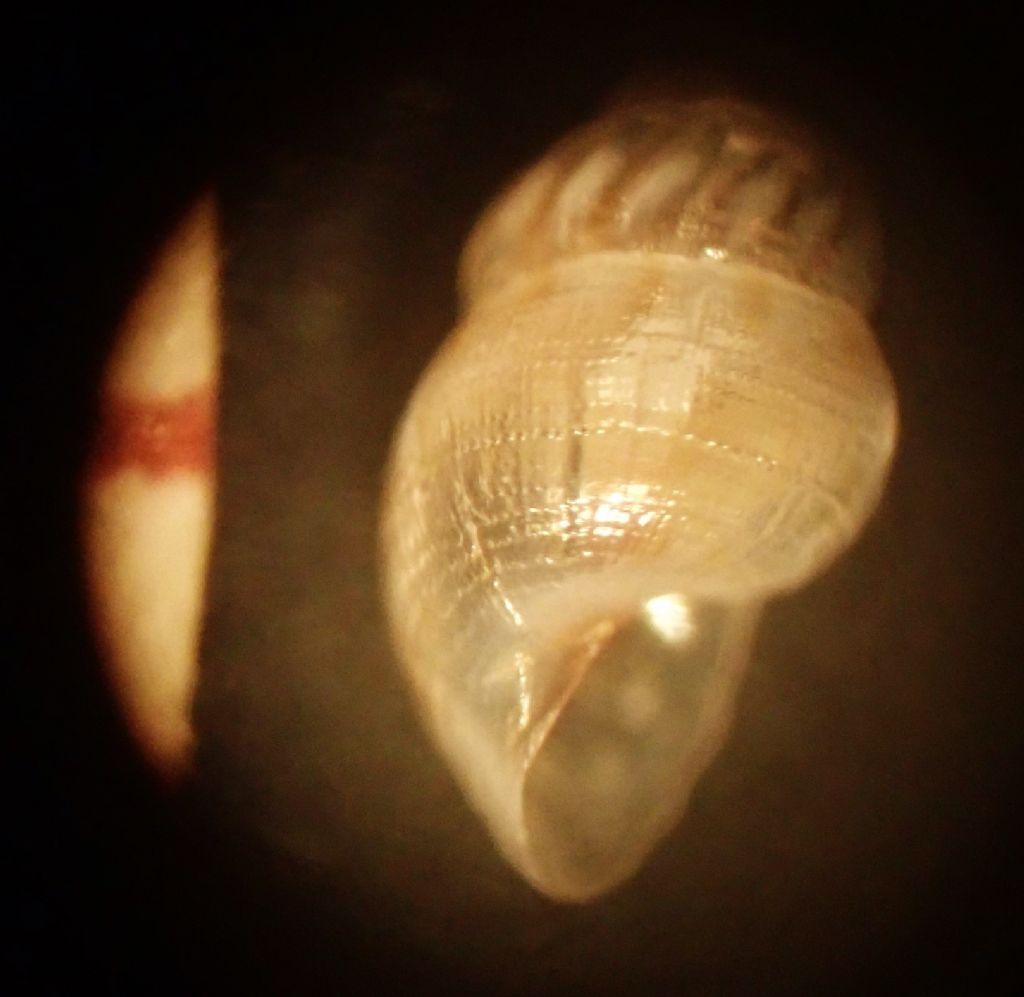 famiglia RISSOIDAE (da determinare)